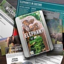 Gift Republic Adopt An Elephant - Kort